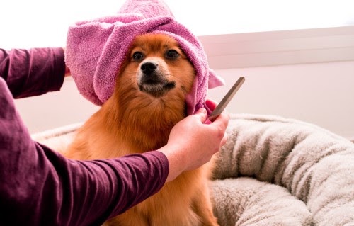 犬をお風呂に入れる頻度について