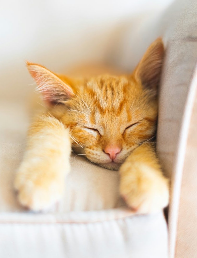 猫眠りの秘密