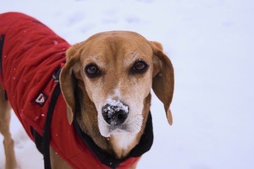 犬が寒さを感じる気温は?