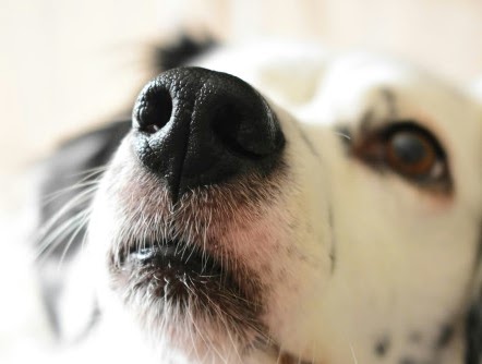 犬　大根