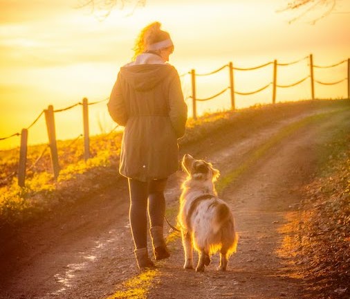 犬散歩バイトで稼ぐ方法と注意点