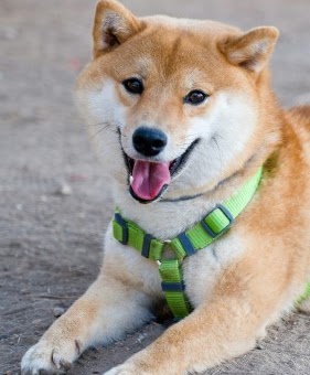 川崎市幸区のペットシッター おすすめ7選