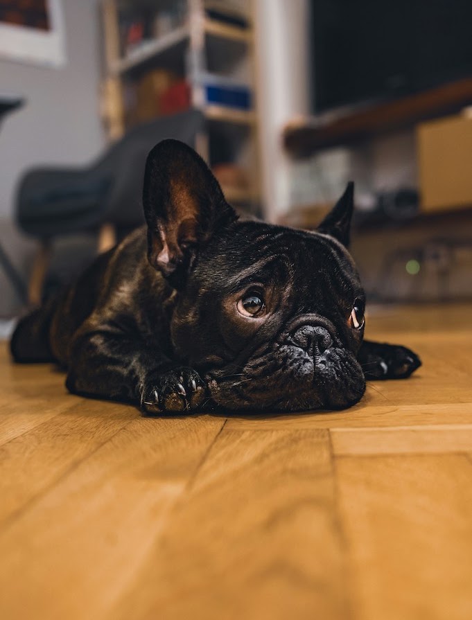 吐く犬の原因と対処法は、舌を巻くほど簡単です。