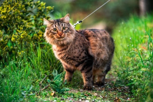猫　旅