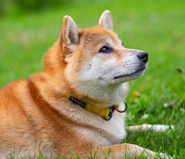 中型犬の散歩時間