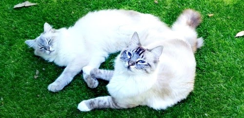 二匹の猫