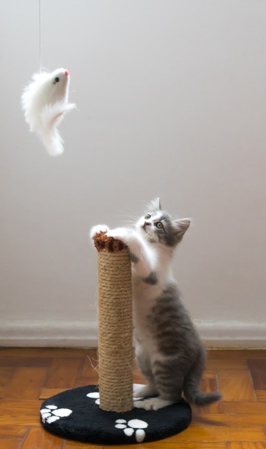 猫のおもちゃ