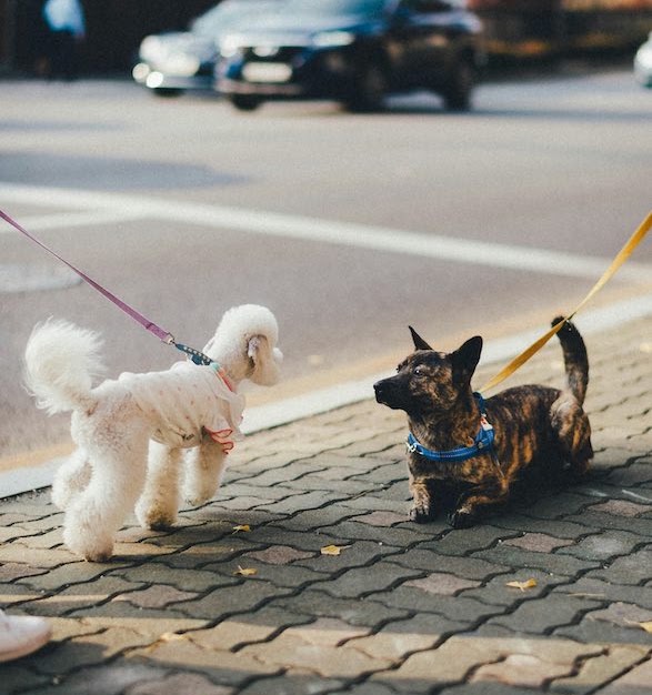 犬散歩バイトでの成功の秘訣