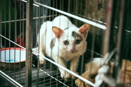猫と旅行