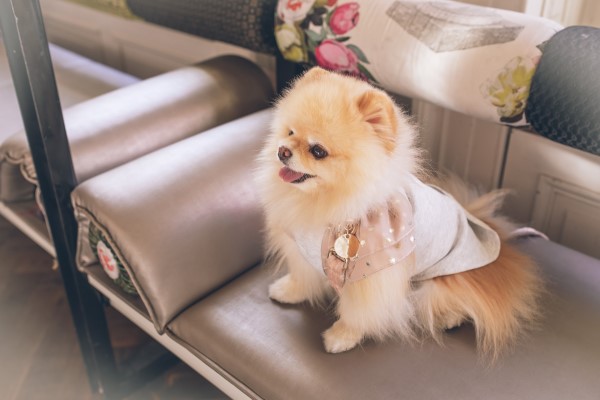 犬服通販サイト　おすすめ