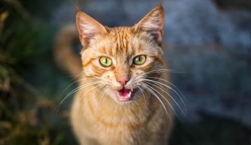 猫　鳴き声