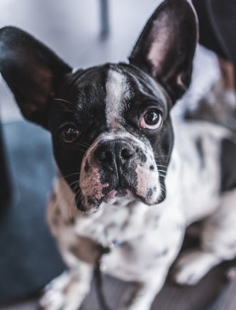 犬の耳がくさい