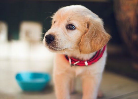 子犬のトイレのしつけにはどれくらいの時間がかかる？