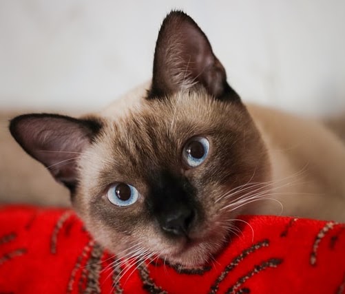シャム猫