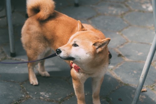 柴犬