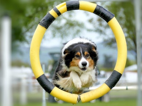 犬　トレーニング