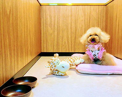 Dog salon Nene