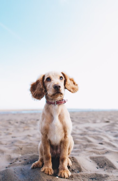 一部の大型犬の寿命