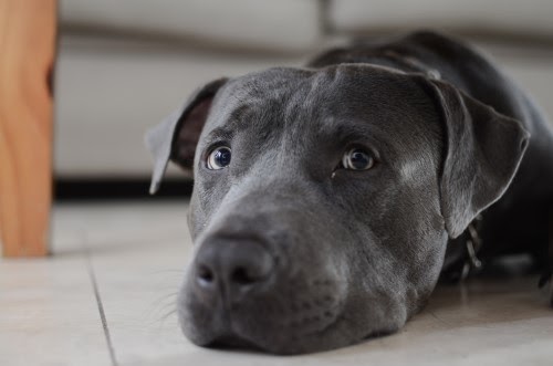 犬　涙やけ