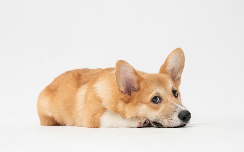 吐く犬の原因と対処法