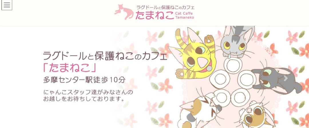 ラグドールと保護ねこのカフェ たまねこ