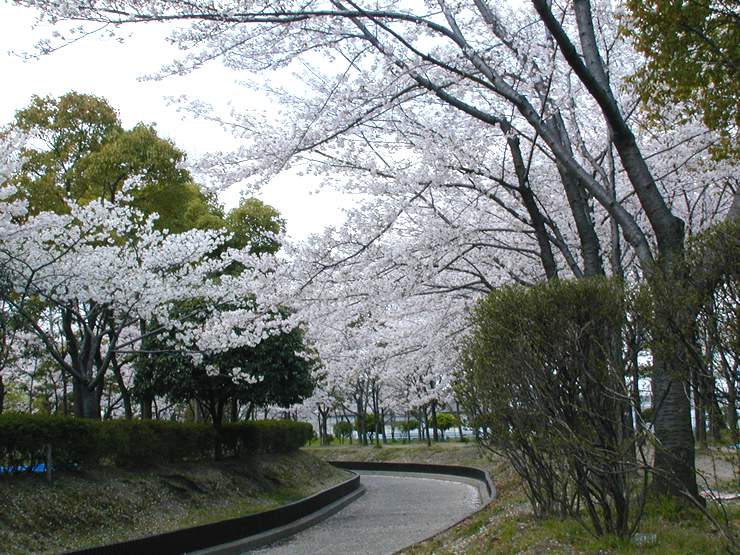 南寝屋川公園ドッグラン