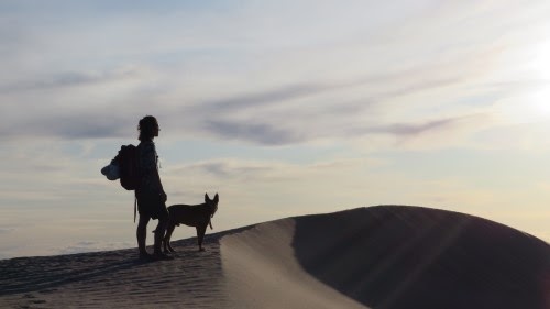 愛犬　飛行機