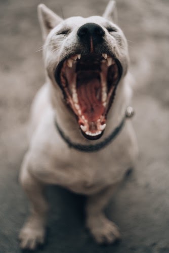 犬の口