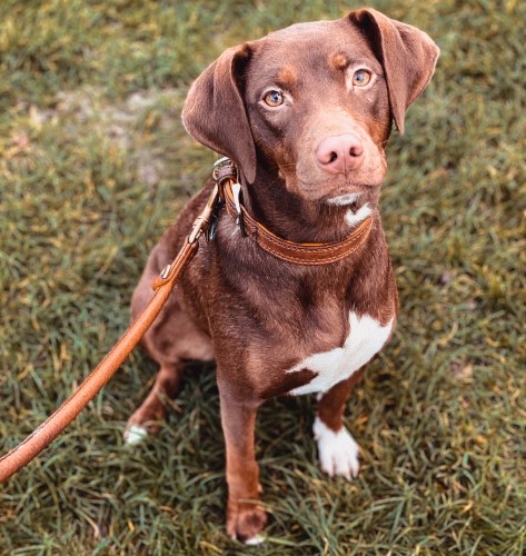 犬　散歩
