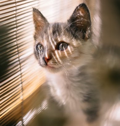 猫　寒さ