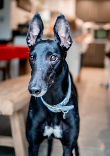 犬の耳