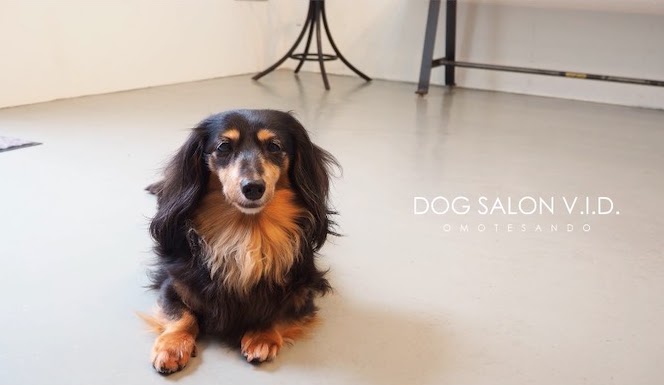 DOG SALON V.I.D.（ビッド）   OMOTESANDO
