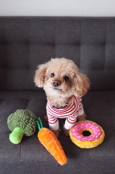 人気の犬のおもちゃの紹介