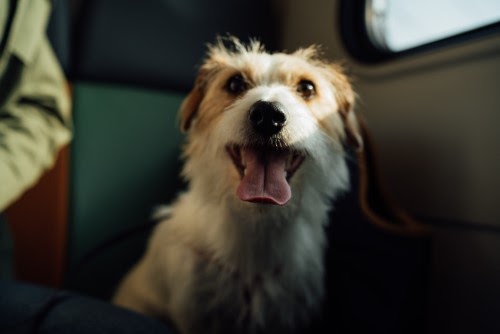 犬を飛行機に乗せるための準備方法
