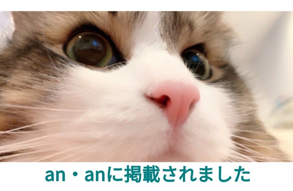 ねこ専用ペットホテル プレミアキャットホテル＆スパ 赤坂店