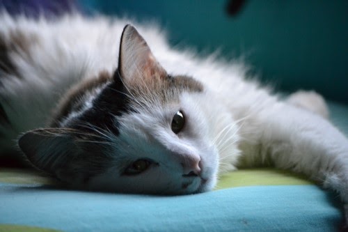 猫がゴロゴロしたり喉を鳴らす理由