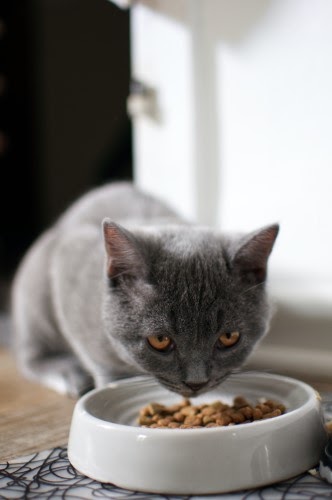 猫　食べない