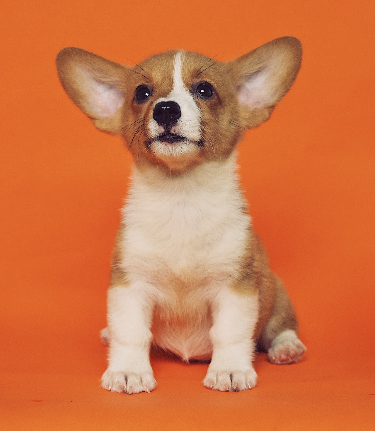 犬のトイレ