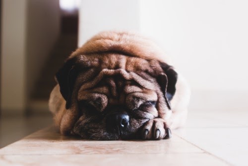 犬　雷
