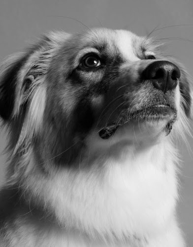 さいたま市のペットホテル おすすめ 9選