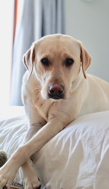 犬に大根を与えるのは安全