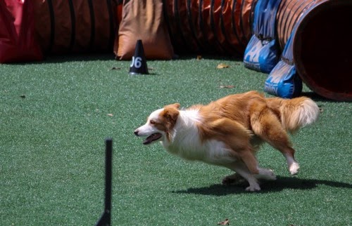 愛犬の健康に役立つ情報犬のサプリメントガイド