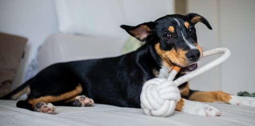 犬　おもちゃ