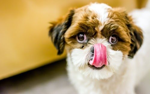 犬に白米を与えても大丈夫？