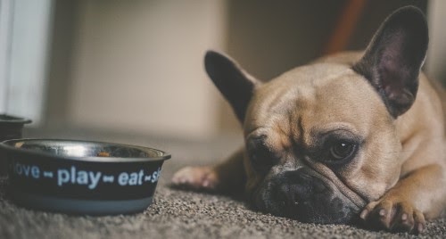 犬の食事