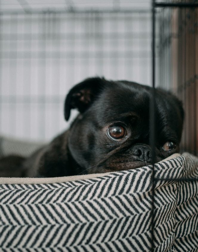 犬の嘔吐時の対処法