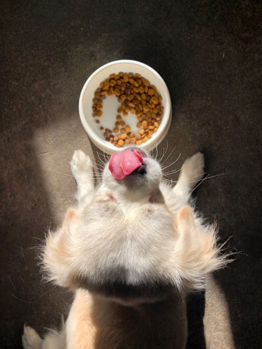犬　ごはん　食べない