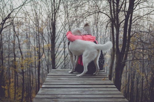 犬 冬