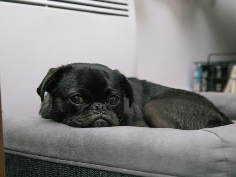 愛犬アレルギー