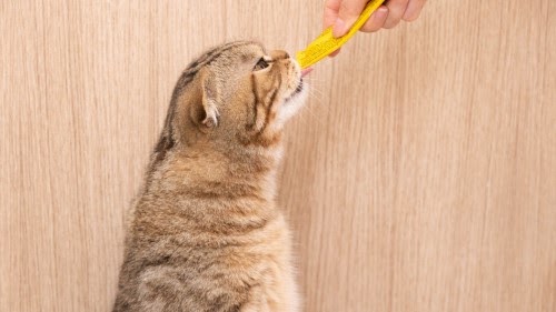 猫のエサ
